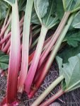Rabarbaras