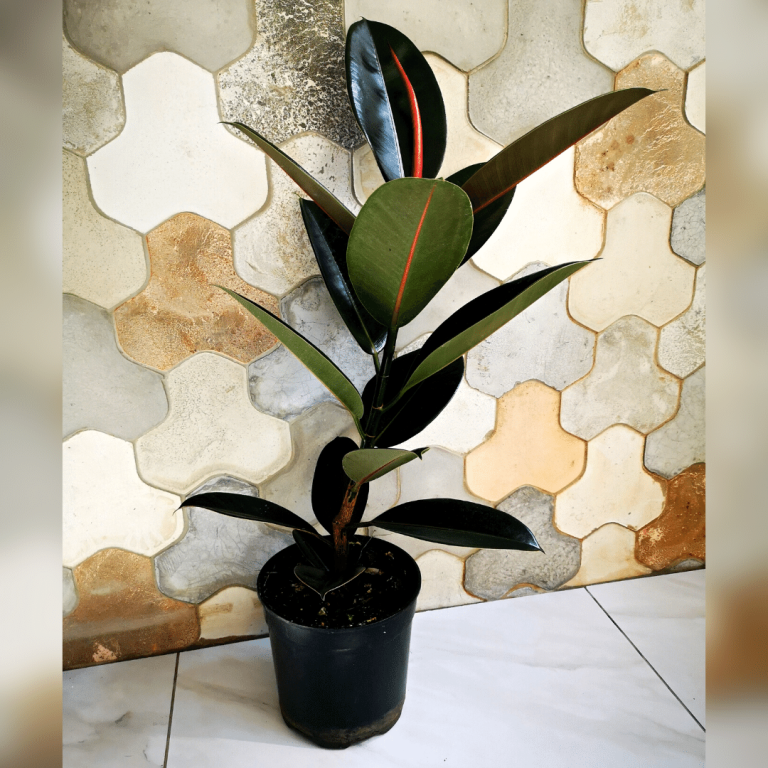 Stambialapis fikusas (Ficus elastica)