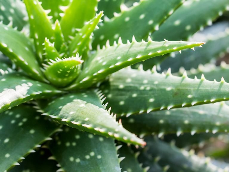 Alijošius (Aloe)