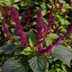 Celiozija (Celosia)
