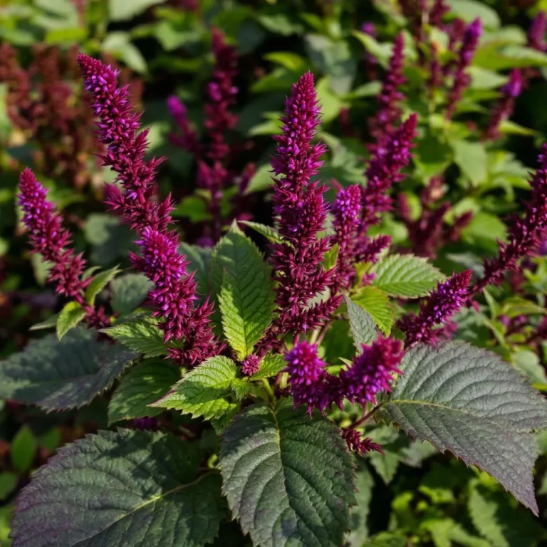 Celiozija (Celosia)