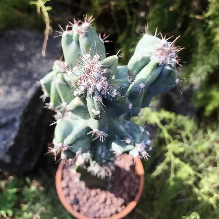 Cereusas (Žvakinis kaktusas) - Cereus