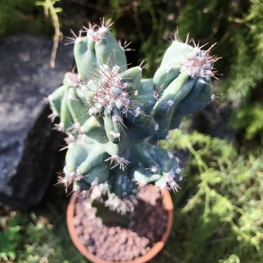 Cereusas (Žvakinis kaktusas) - Cereus