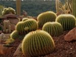 Echinokaktusas (Kaktusas ežys) - Echinocactus
