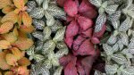 Fitonija (Fittonia)