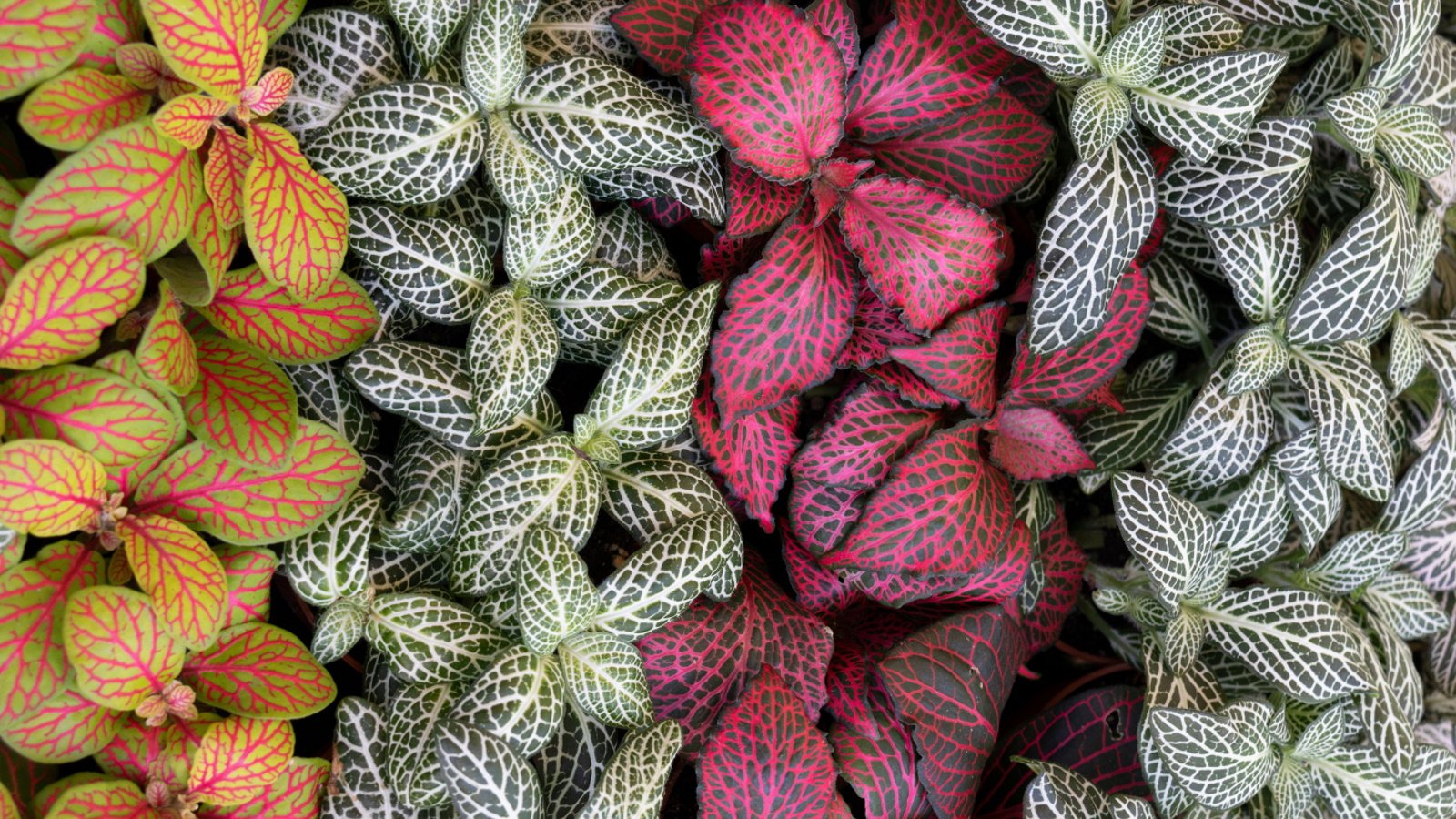 Fitonija (Fittonia)