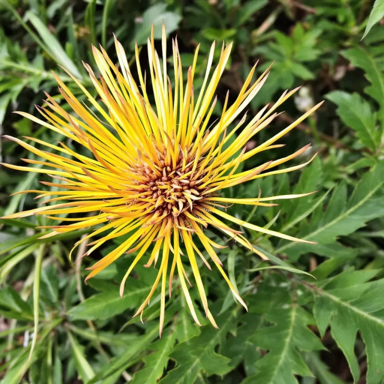 Gaismis (Leucospermum)