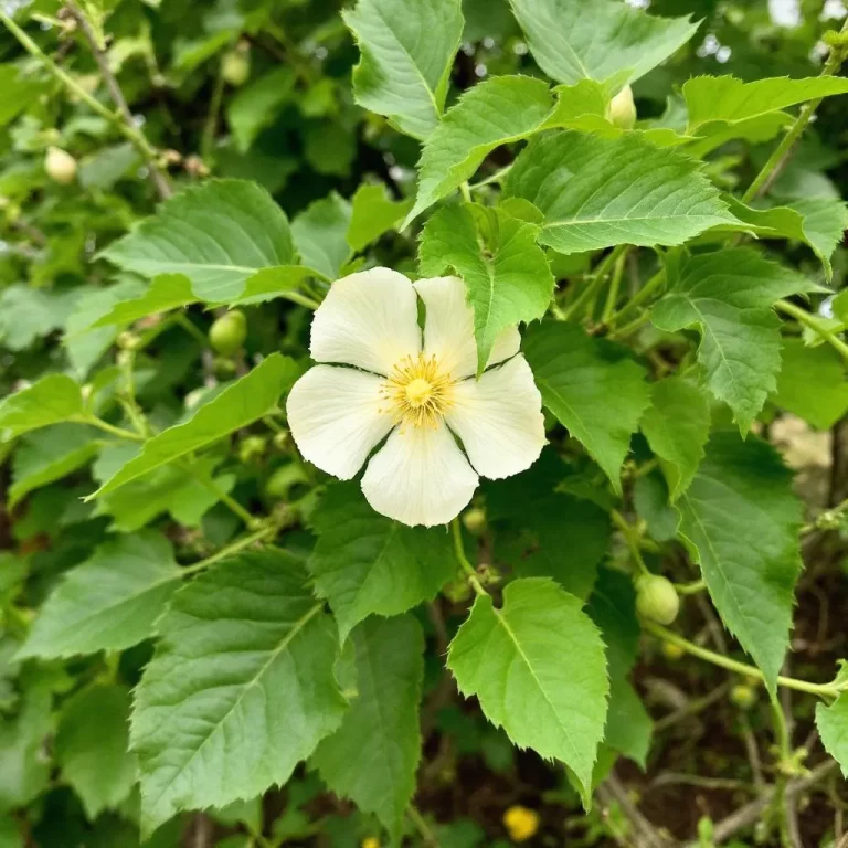 Galenis (Abutilon)