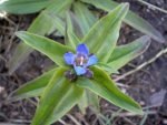 Geltonasis gencijonas