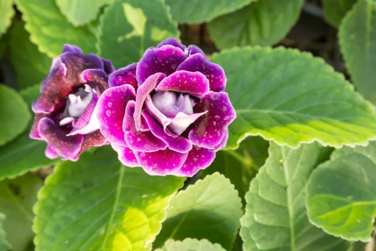 Gesnerinių (Gesneriaceae) šeimos; gloksinija - Brazilijos miškų gumbinis augalas, iš kurio išvesta daug įvairių hibridų. Žydi vasarą gražiais ryškių spalvų žiedais.