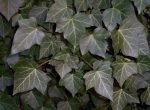 Hedera