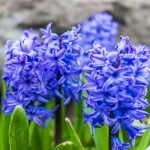 Jacintas (Hyacinthus)