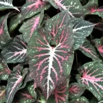 Kaladis (Caladium)