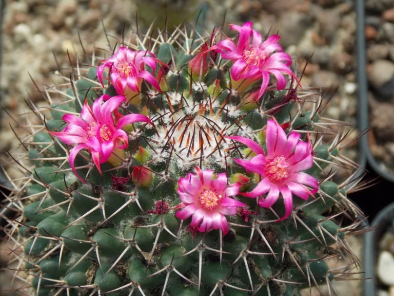 Mamiliarija (Mammillaria)