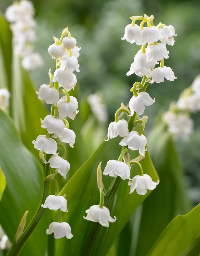 Pakalnutė (Konvalija) - Convallaria