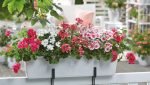 Pelargonija