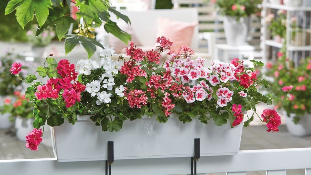 Pelargonija