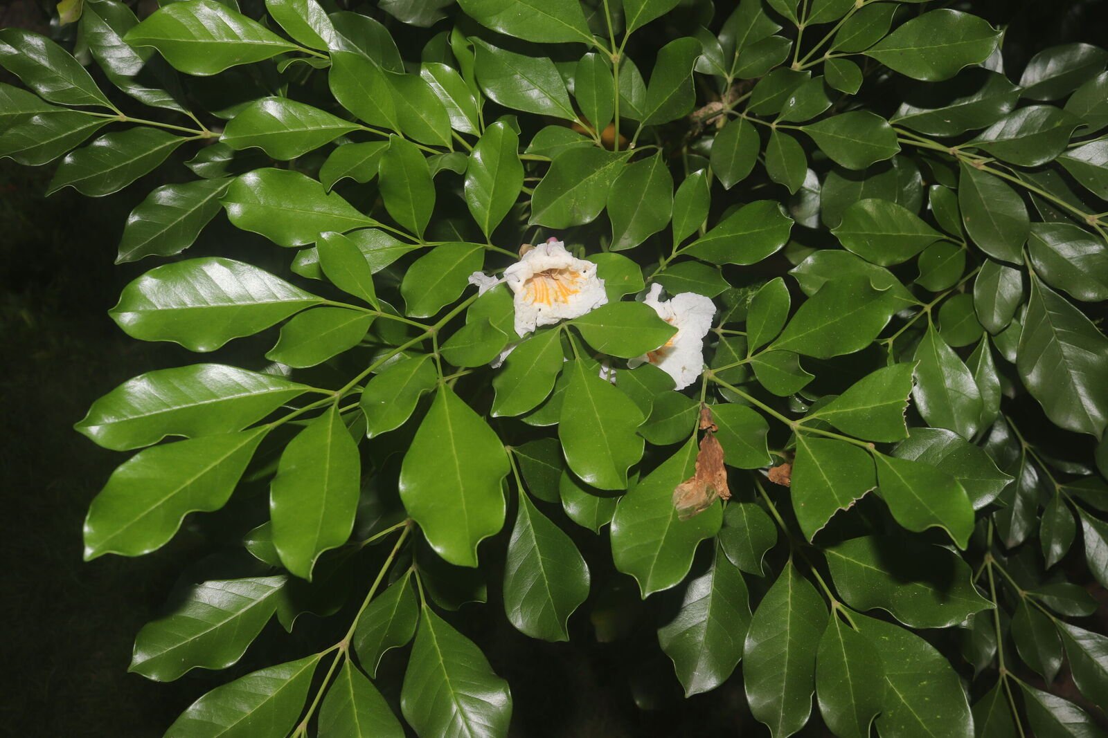 Rentenio (Radermachera)