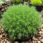 Ripsalis (Rhipsalis)