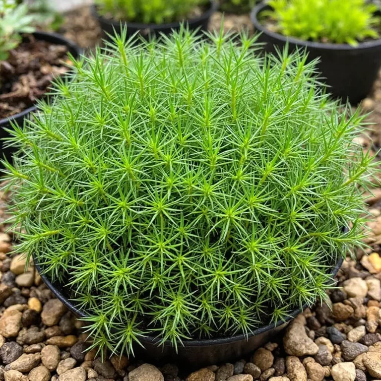 Ripsalis (Rhipsalis)