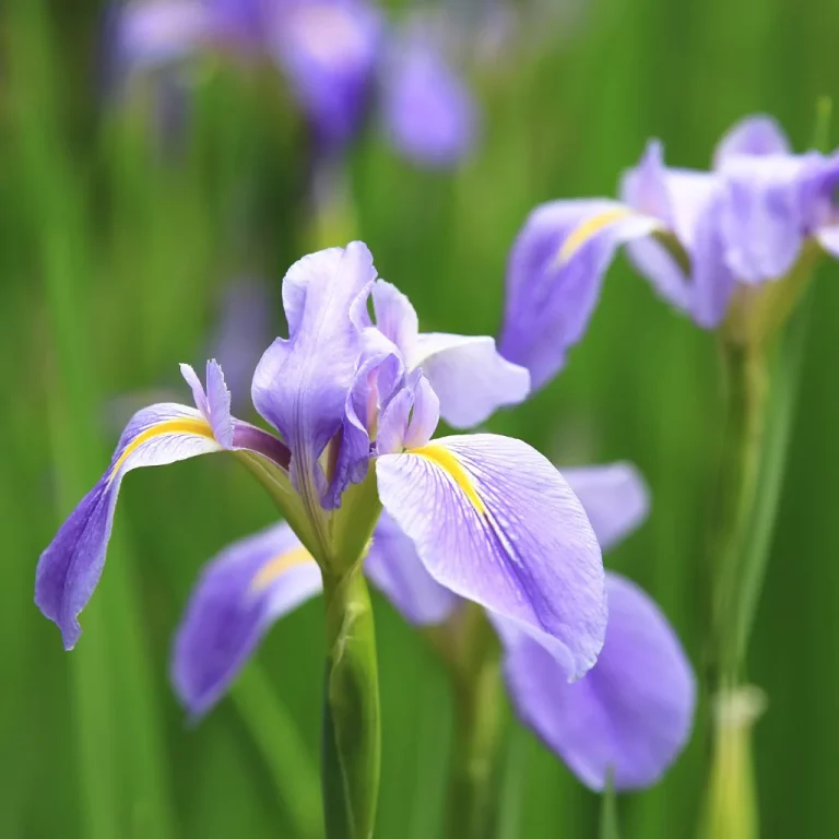 Sėklų sėjimas į dėžutes
