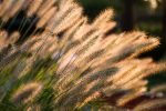 Smilginiai augalai