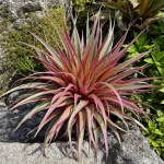 Tilandsija (Tillandsia)