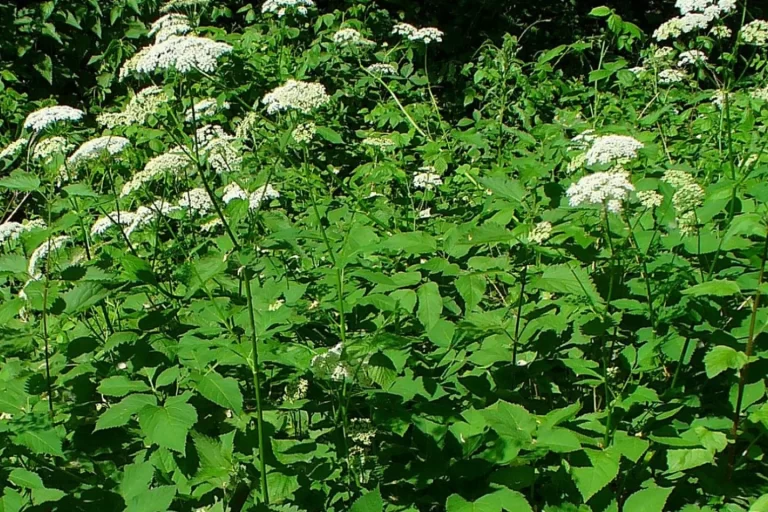 Vaistinis valerijonas