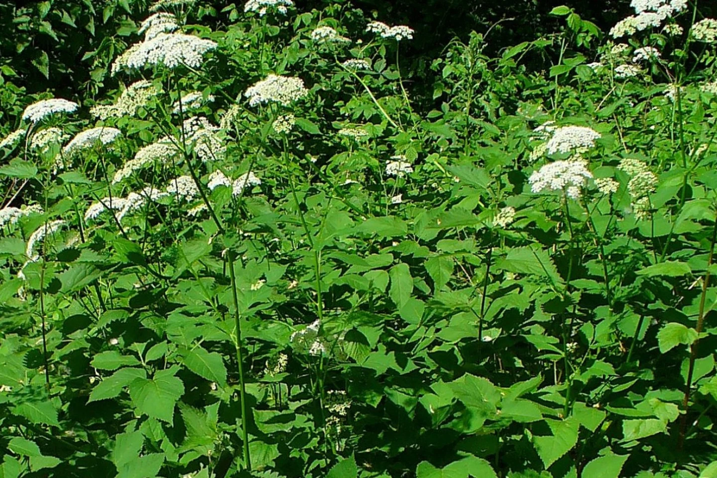 Vaistinis valerijonas