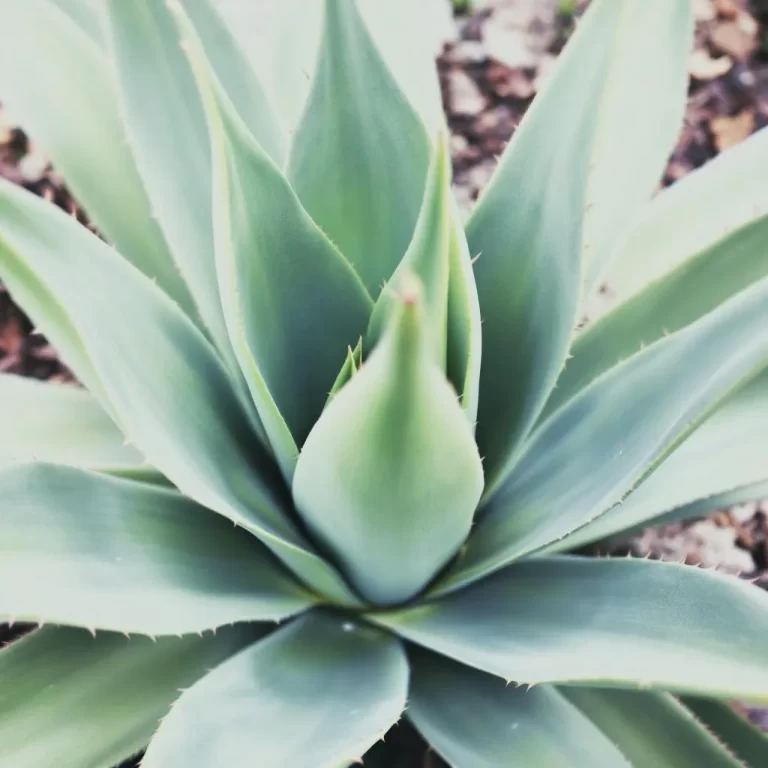 agava