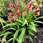 amarilis lauke
