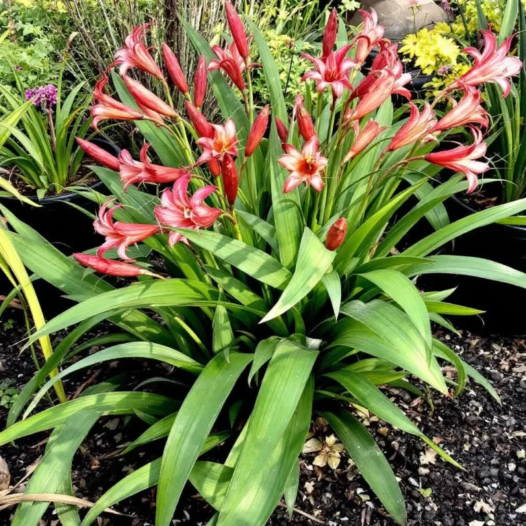 amarilis lauke