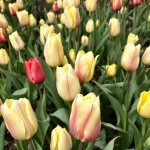 ar galima tulpes sodinti pavasari