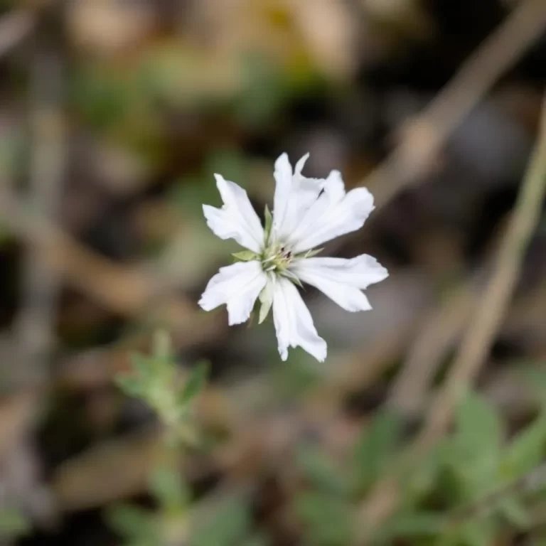 asteriksas gėlė