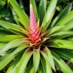 bromelia priežiūra