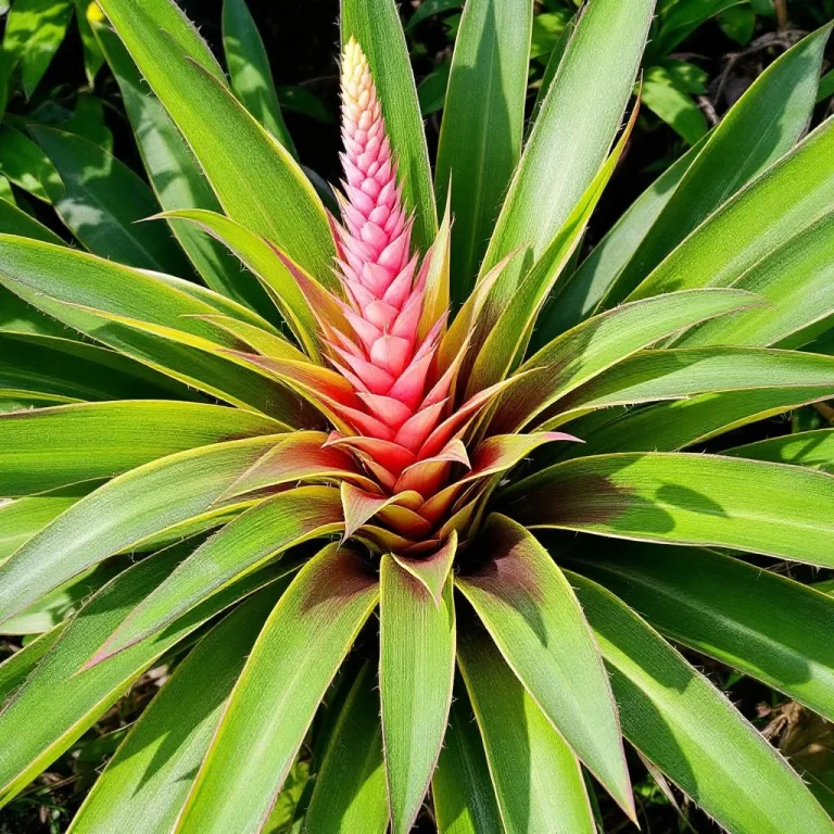 bromelia priežiūra