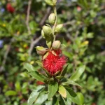 callistemon gele