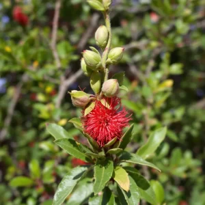 callistemon gele