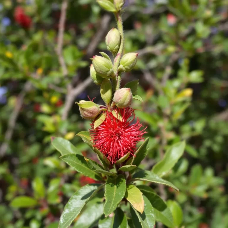 callistemon gele