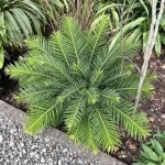 cikas (cycas_revoluta)