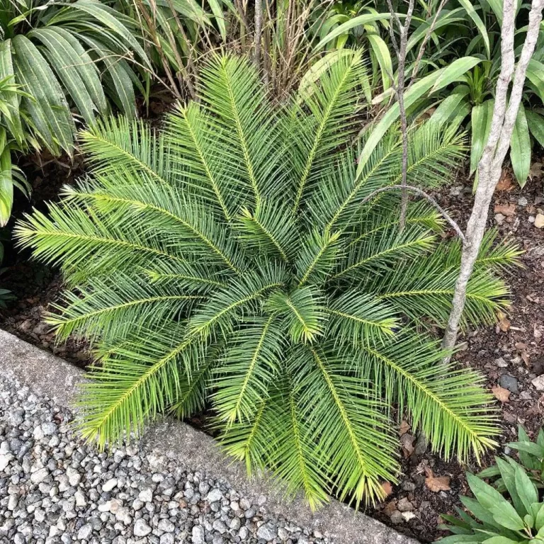 cikas (cycas_revoluta)
