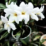 dendrobium nobile prieziura