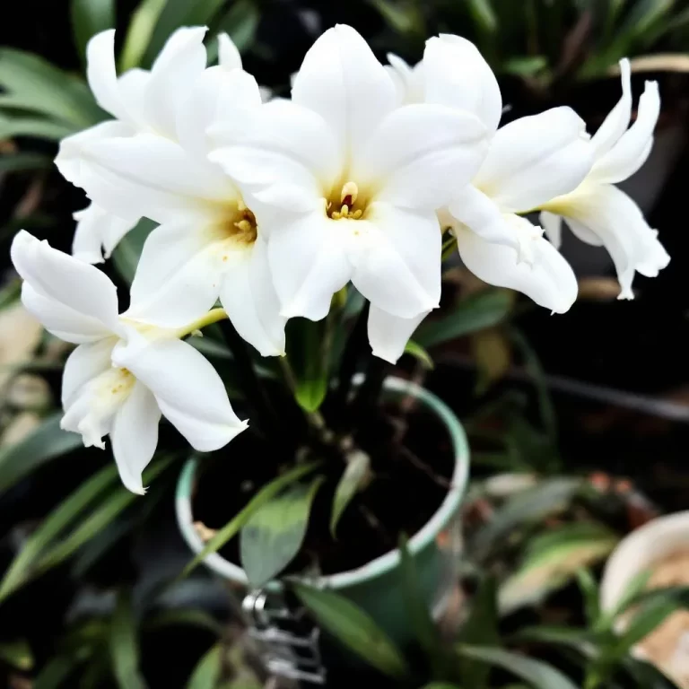 dendrobium nobile prieziura