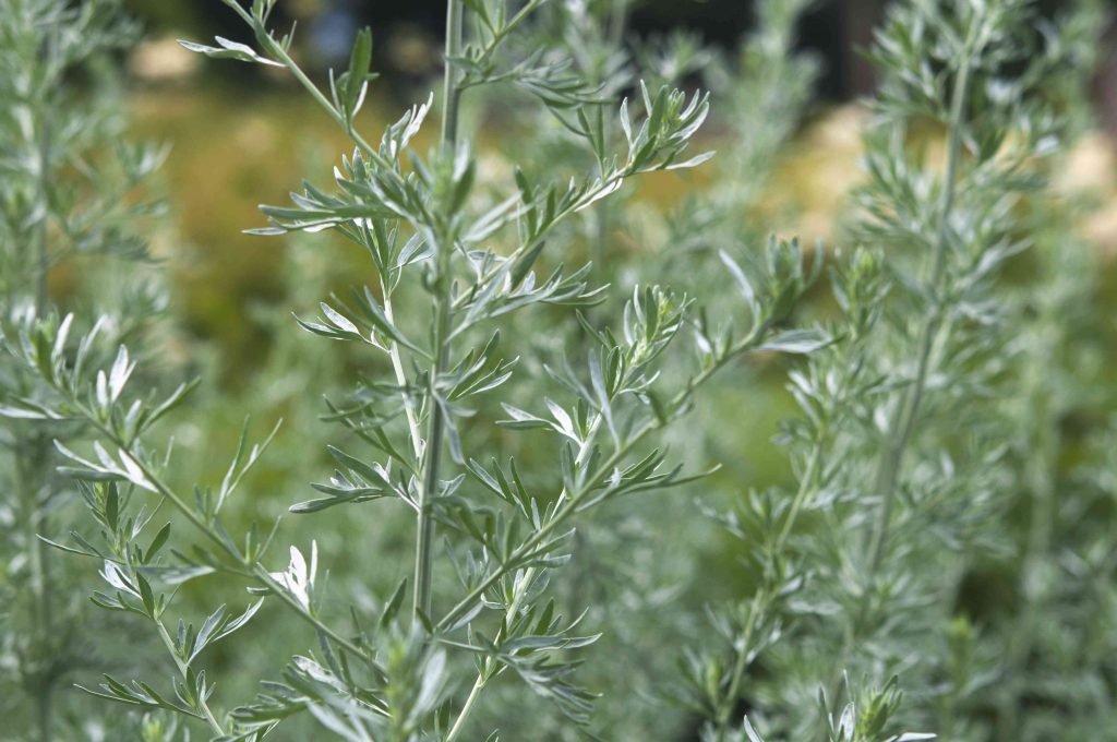 diemedzio genejimas