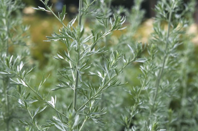 diemedzio genejimas
