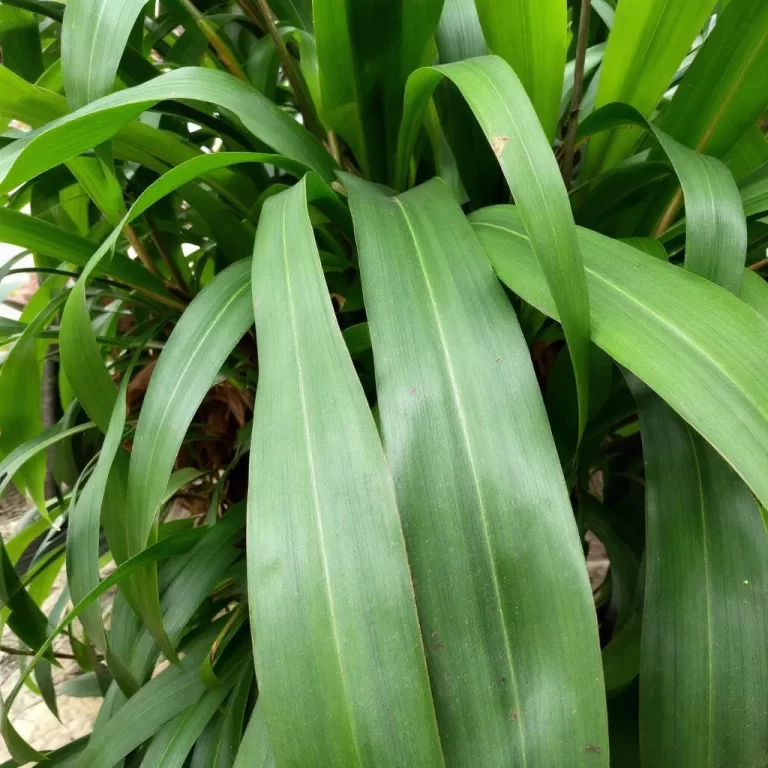 dipsis prieziura