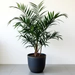 dracena dauginimas
