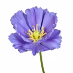 eustomos auginimas