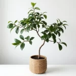 ficus benjamina