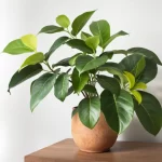 ficus lyrata prieziura